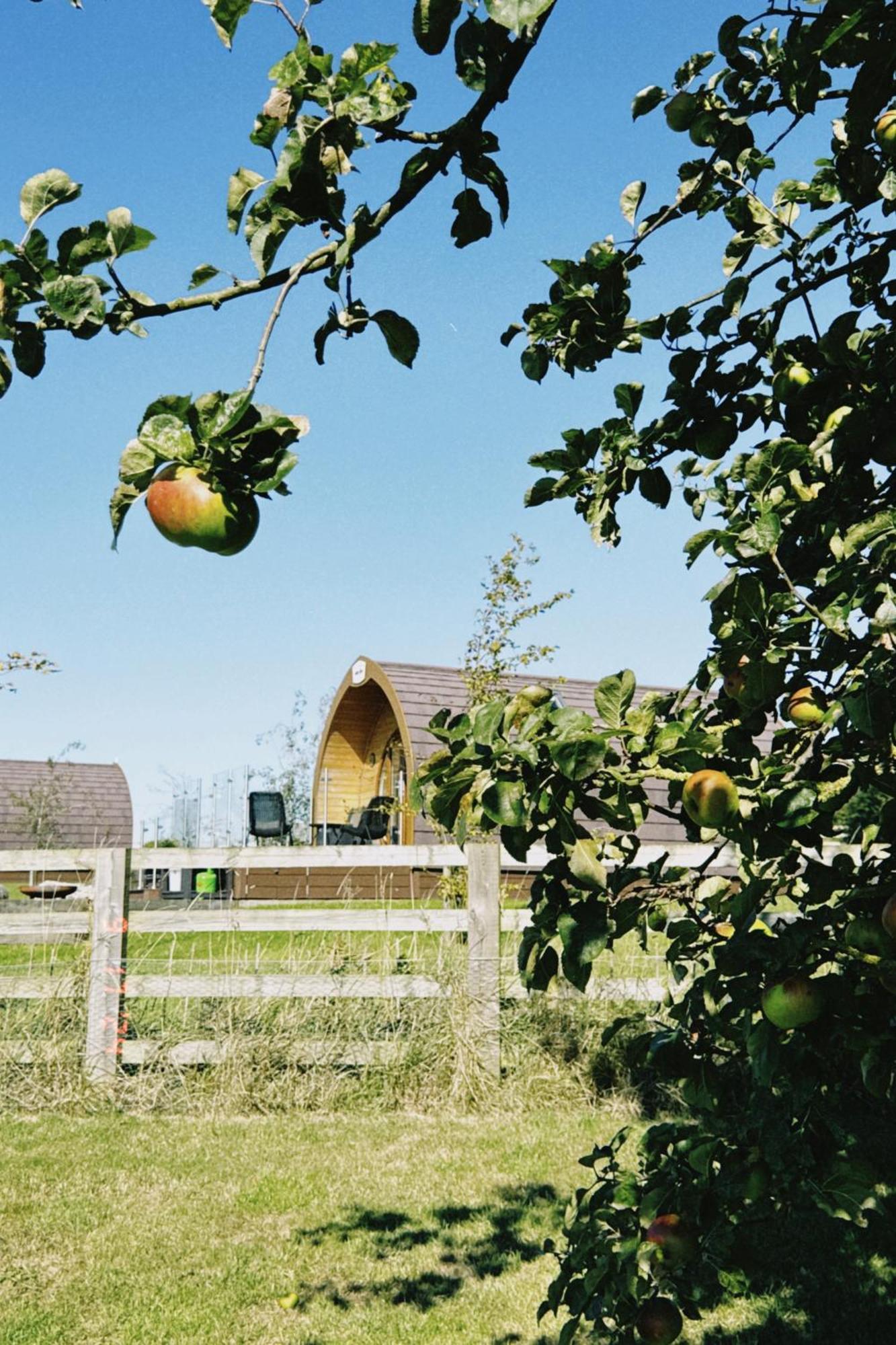 Mingle Dale- Bugthorpe Grange Glamping Villa Stamford Bridge Buitenkant foto
